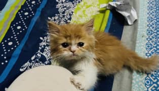 Persian Triple Coat kitten