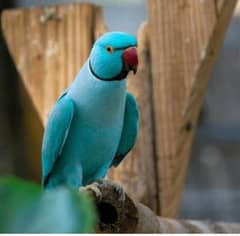 Bule Ringnack parrots Babys 17000