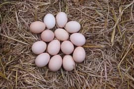 Desi eggs of hen available