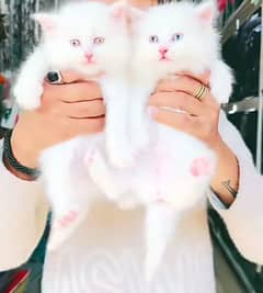 Persian kitten for urgent sale my WhatsApp number 03706577151
