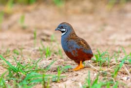 King quails/Button quails