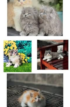 Persian kitten for urgent sale my WhatsApp number 03706577151