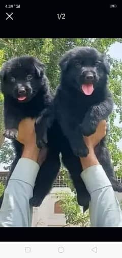 black