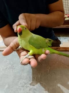 Green ringneck baby parrot hand tamed