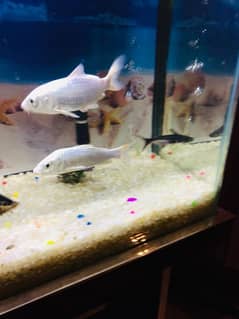Fishes