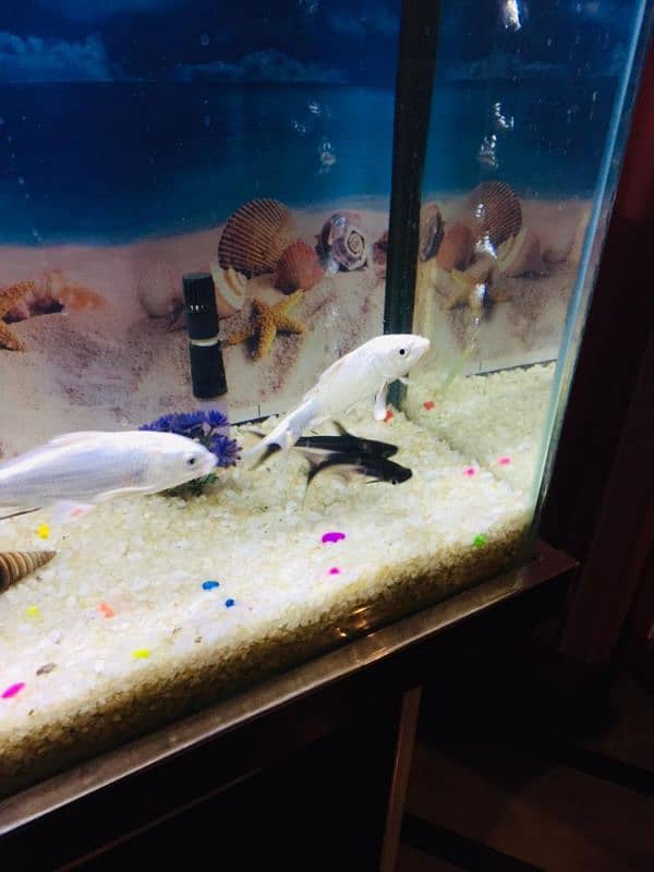 Fishes for sale 1