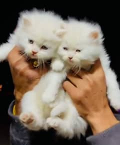 Persian kitten for urgent sale my WhatsApp number 03706577151