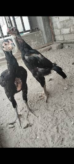 high quality shamo chicks