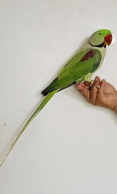 young Raw parrots