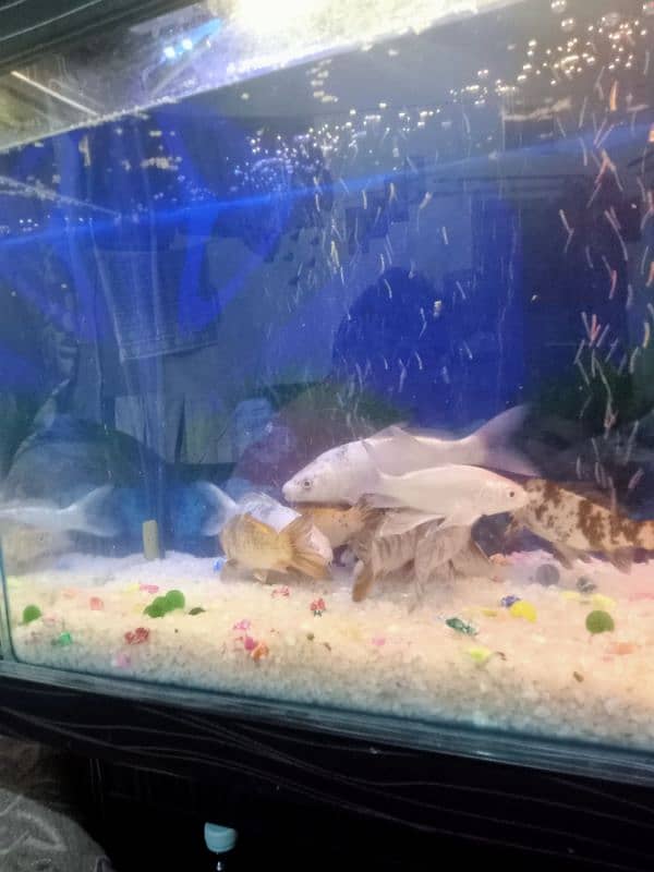 Aquarium+ 9 fish 2