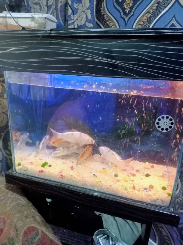 Aquarium+ 9 fish 3