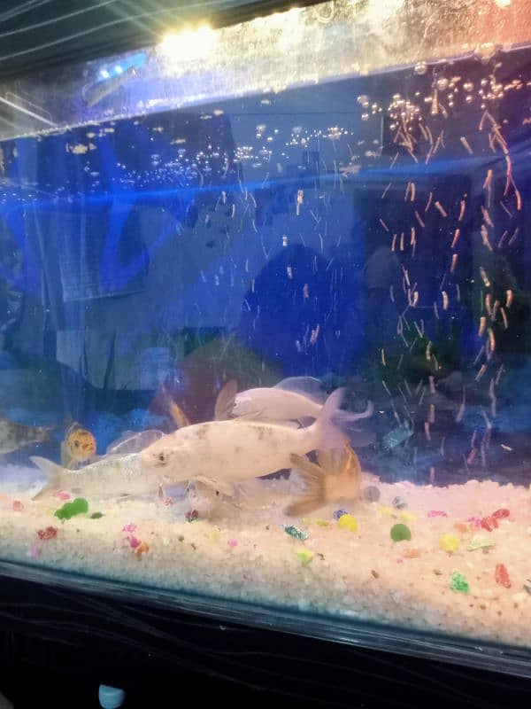 Aquarium+ 9 fish 4