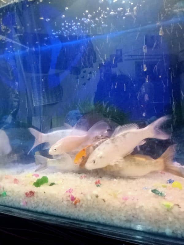 Aquarium+ 9 fish 5