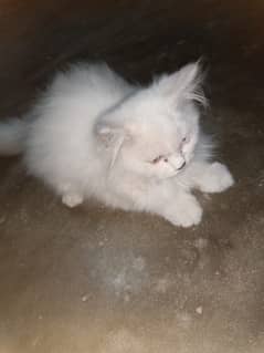 Persian