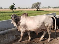 Donday bull's