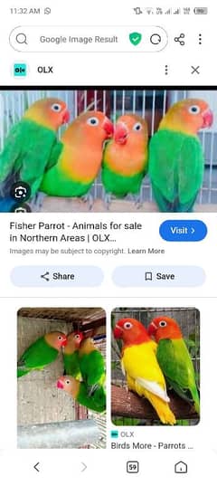 lovebird for sale with beautiful cage
