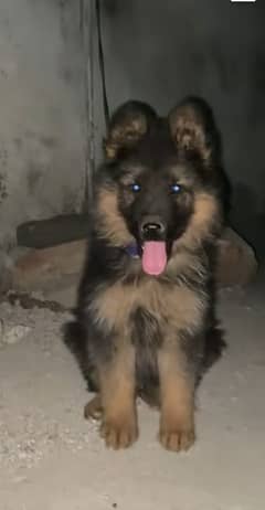 German