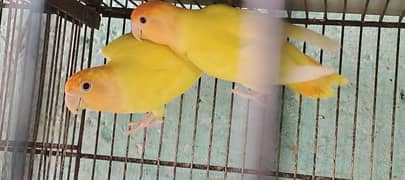 lotino opaline ,creamino opaline , rosicolli opaline