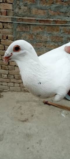 Kabootar