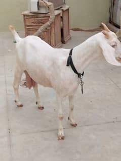 bakri