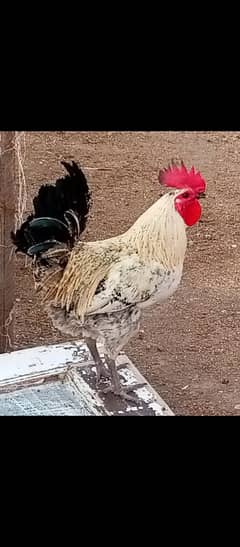 Golden Misri Hens