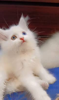 KITTENS FOR SALE