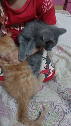 pershion kitten