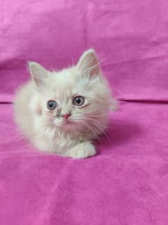 Persian kitten for sale