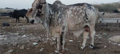 bachra for Sale