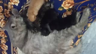 Persian cat with 5 kitten