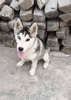 sale urgent 5 month dog