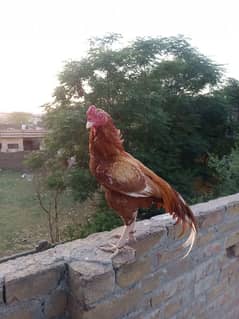 Aseel Murgha peela for sale