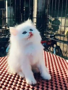 Persian kitten for urgent sale my WhatsApp number 03706577151