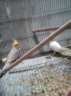 cocktail breader pair