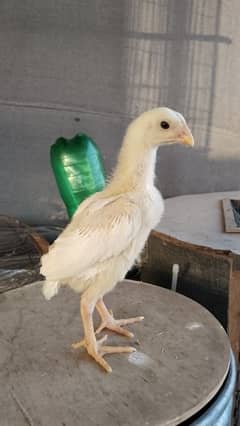 O Shamo Chicks