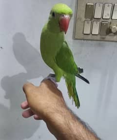 parrot