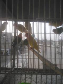 common lutino birds