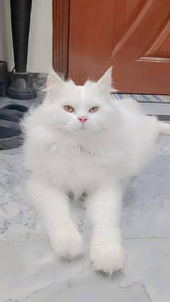male cat for mating purpose