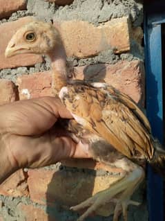 pure aseel chicks for sale 03175088407