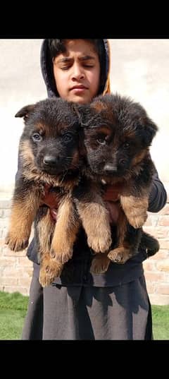 German puppy double cot