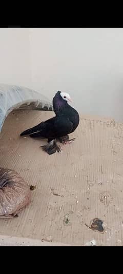 one pice big pemoz male for sale end One breeder pair for sale