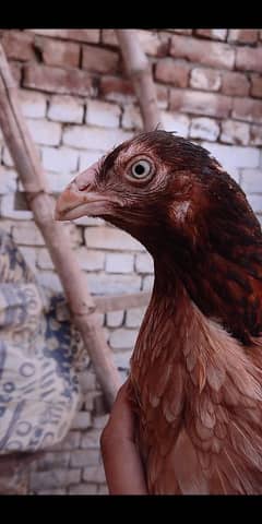 pili madi for sale 10 ando k sath pily murgy k andy h