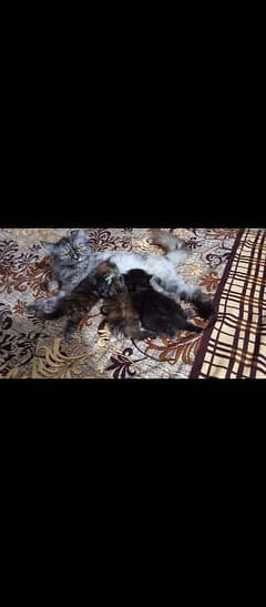 Cats family 1 female cat with 3 kitten baby cats washroom fully traine