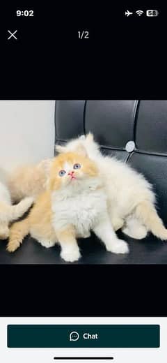 Persian cat for Sale