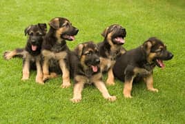 German shepherd puppies long coat my WhatsApp number 03001868066