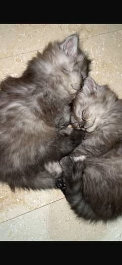Male Persian Cats Pair (Trained)