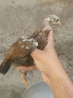 mianwali aseel chicks for sale 4 month age