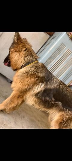 German Shepherd sale