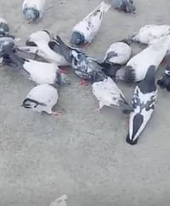 Pigeons