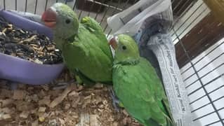green ringneck chick